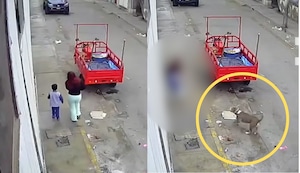 Terror en Chimbote: pitbull ataca a madre y su pequeño hijo