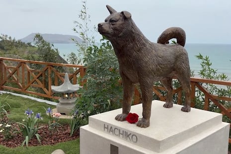 Hachiko en Miraflores: inauguran parque Shibuya con estatua del famoso perro japonés que esperó a su dueñ...