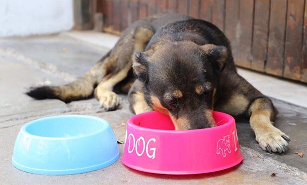 La especialista Recordó el agua debe cambiarse por lo menos dos a tres veces al día y siempre mantenerlo a libre disposición de la mascota. Mientras que la comida solo se le debe proporcionar en sus horarios. (Foto: Municipalidad de Magdalena del Mar)