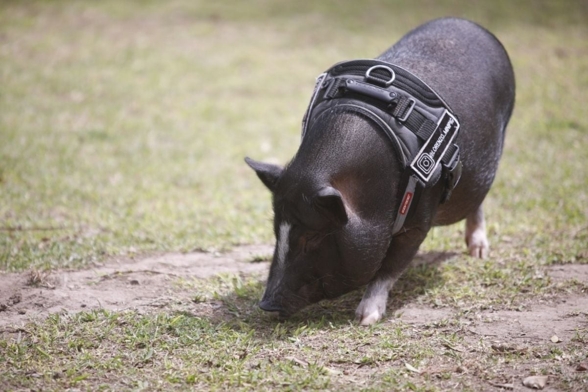 Aunque Lorenzo se ve algo gordito, en realidad es un chanchito fit, pues sus 'padres' cuidan de su alimentación.
Foto; José Bashe.