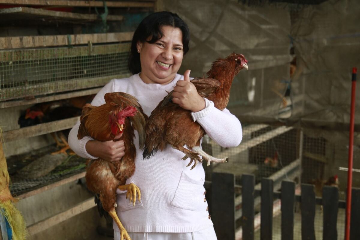 Madre cría las gallinas en su corral. Foto Allengino Quintana