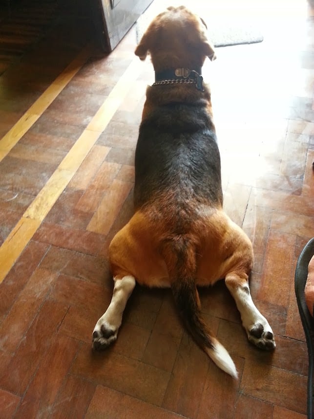 Patán.