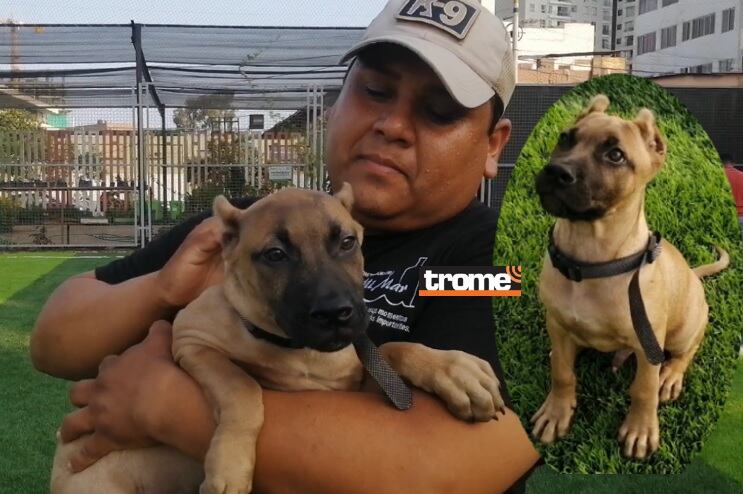 Yango recibe entrenamiento y también cariño en la brigada canina de Pueblo Libre. (Compos. Isabel Medina /Trome).