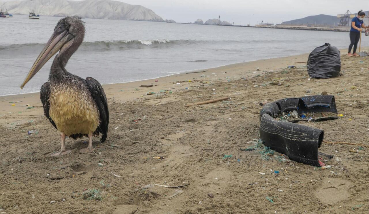Animales que habitan en la orilla de la playa se veían afectados por la contaminación (Foto: MPS)