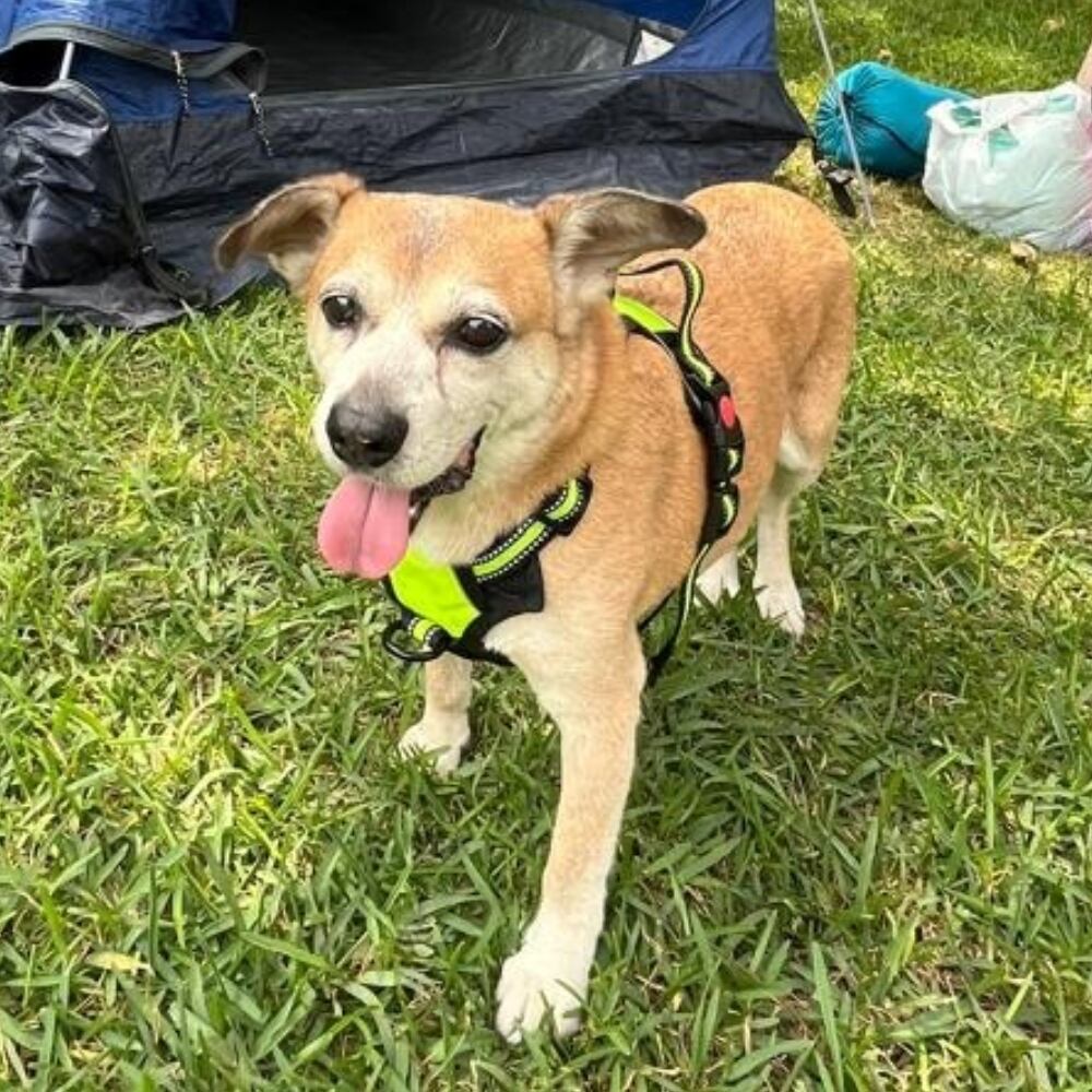 Drakken, el abuelito fit.