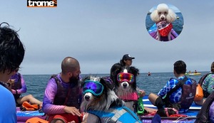Dog Paddle: Perritos se suben a las tablas con sus dueños para disfrutar del mar