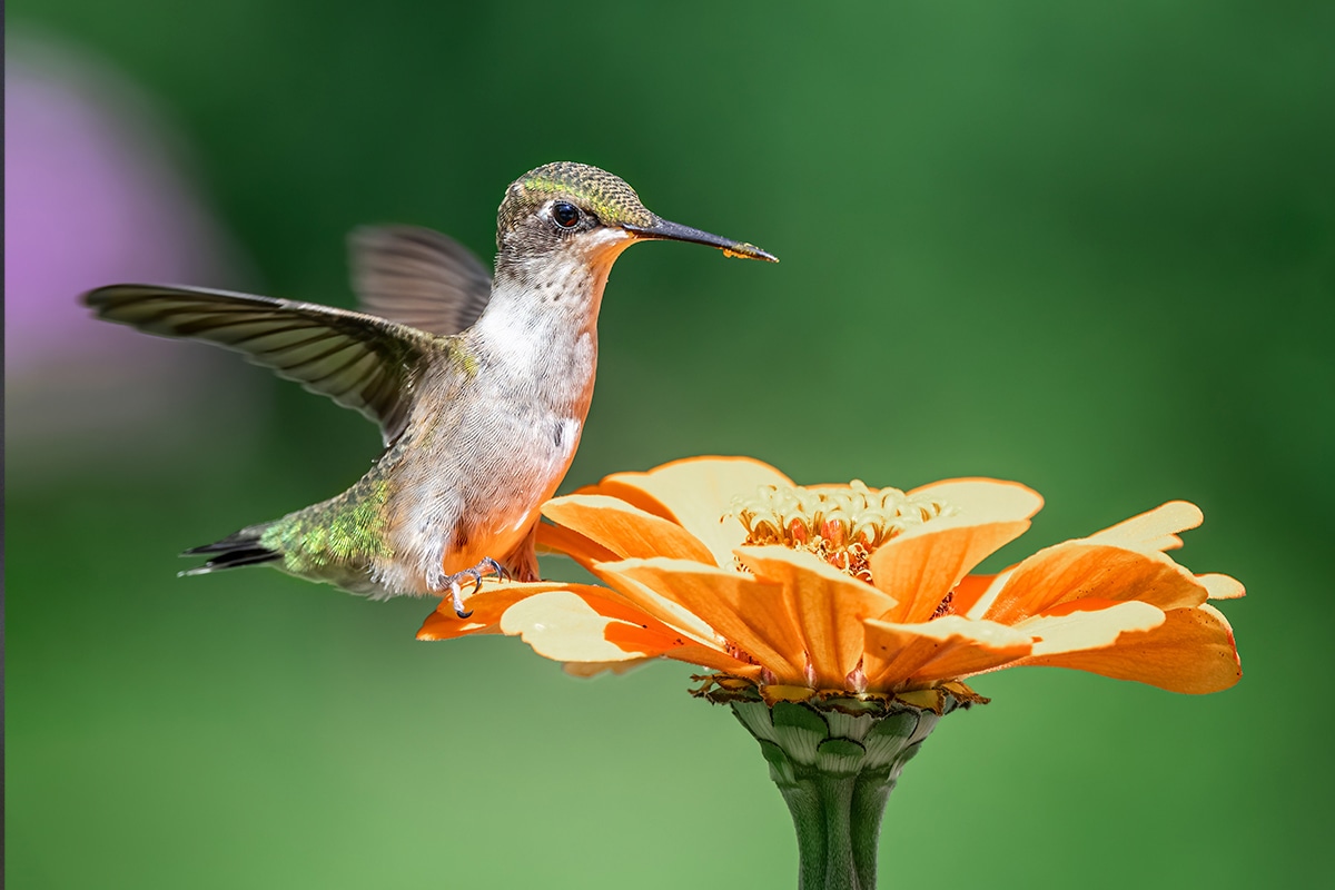 El significado de la presenca del colibrí. (Foto: @Skyler Ewing / Pexels)