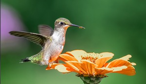Qué significado tiene ver a un colibrí en tu jardín