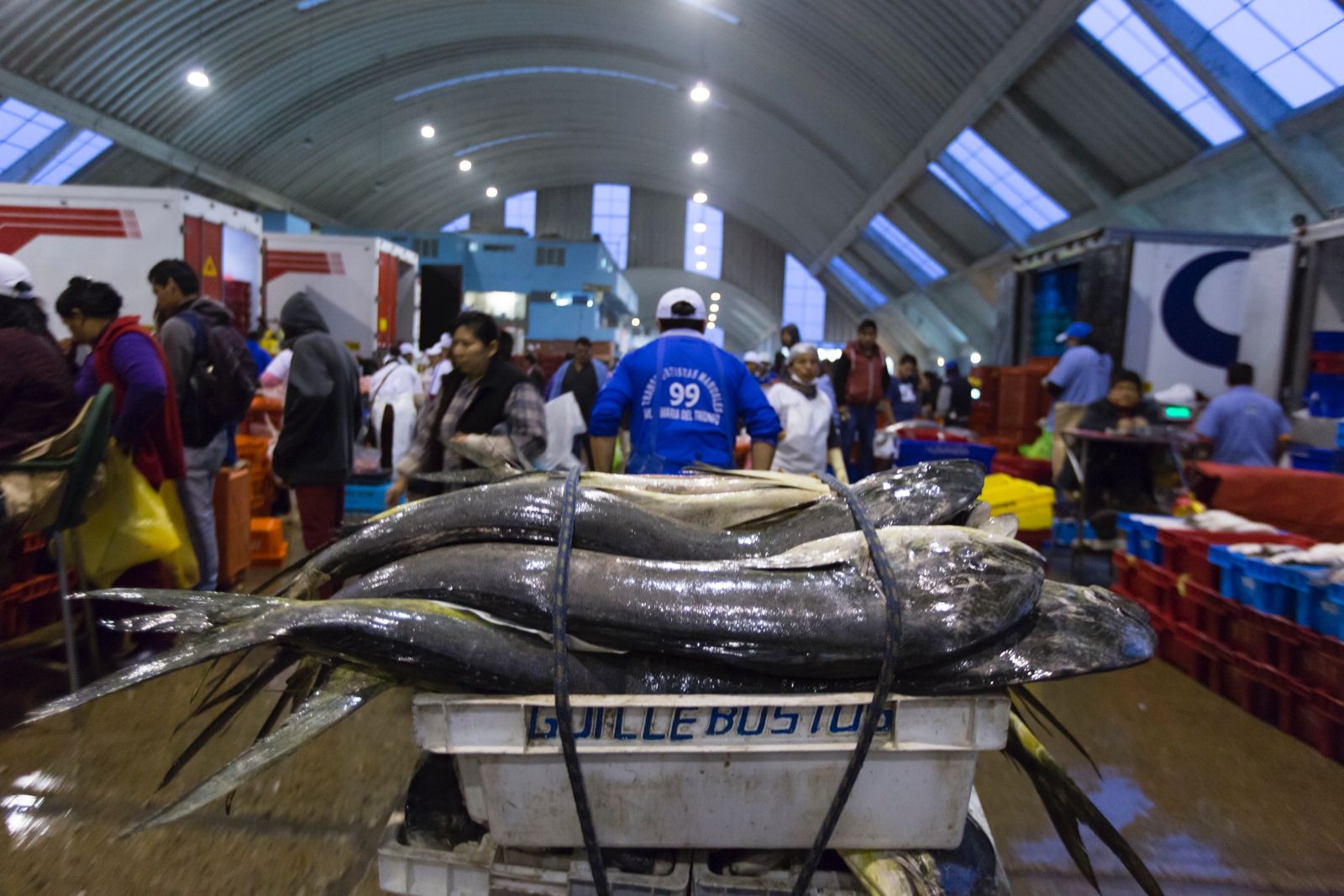 El documento ofrece una visión integral de la pesca del perico, abarcando desde su captura hasta su procesamiento y comercialización.