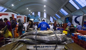 La pesquería de perico genera US$ 90 millones al año para Perú