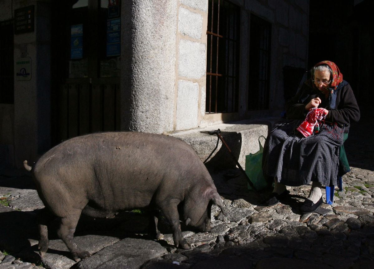 Una anciana observa un cerdo ibérico en las calles de La Alberca, cerca de Salamanca, el 30 de noviembre de 2007. Los cerdos pueden vagar libremente por las calles hasta el 17 de enero de 2008, cuando serán sacrificados según un tradición que se remonta a la edad media (Foto: Philippe Desmazes / AFP)