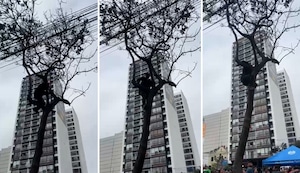¡Contra todo pronóstico! Joven se trepa a un árbol para no perderse la Parada Militar