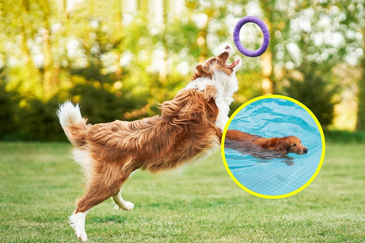 La natación es el mejor ejercicio para perros obesos. Fotos: Istock.