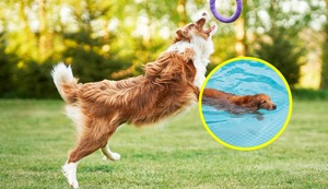 ¿Cómo debemos ejercitar a nuestro perro?