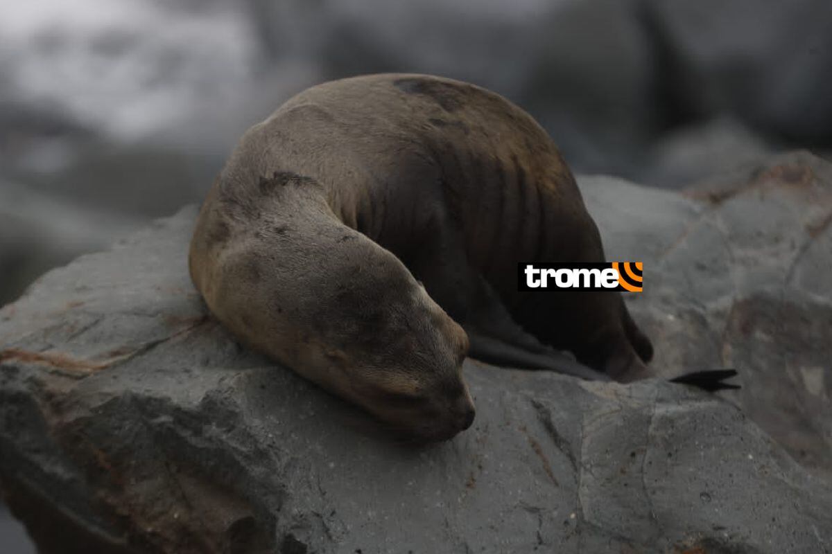 Lobos marinos muertos en Costa Verde: Consternación por fuertes oleajes anómalos. (Foto: Cesar Campos/@photo.gec)