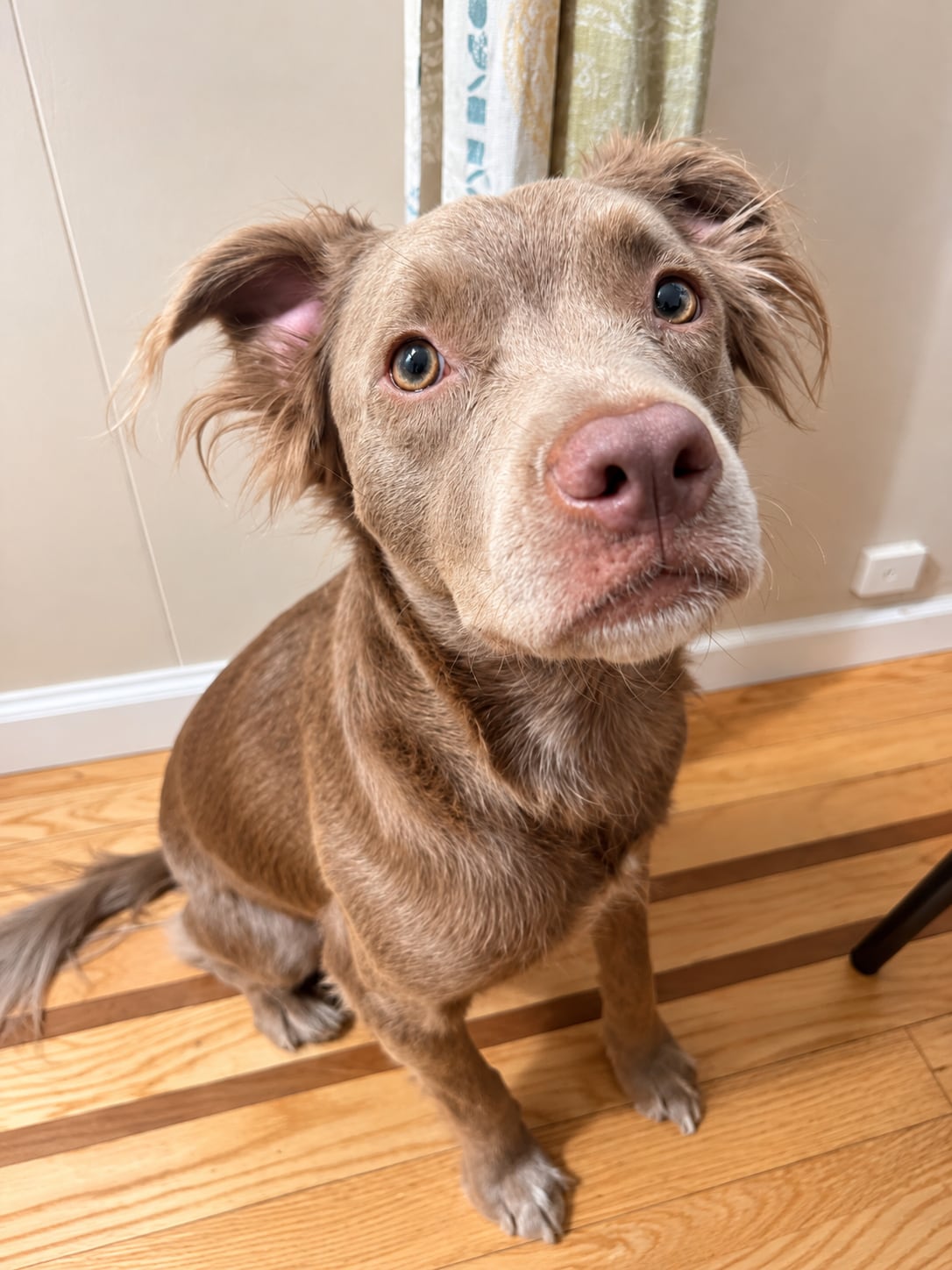 NALA.