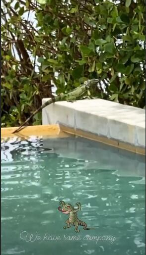 Maluma muestra a una iguana al borde de su piscina.