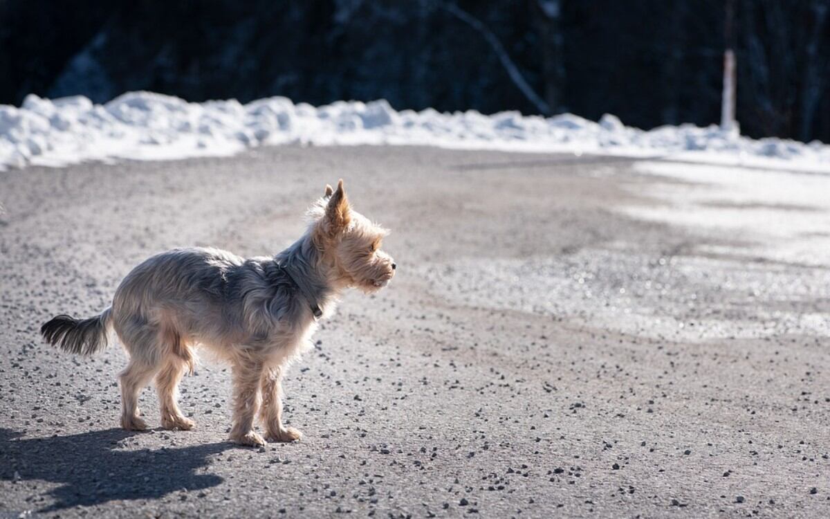 Perro se pierde en viaje con sus dueños y recorre 380 kilómetros para volver a casa. (Foto: Referencial / Pixabay)