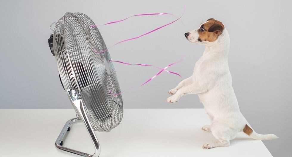 Evita dejarlo encerrado en el auto o mantenerlo en el patio, el balcón o en otro lugar sin ventilación.