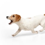 ¿Por qué mi perro ladra a la nada? La explicación de lo que podría estar percibiendo