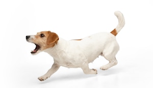 ¿Por qué mi perro ladra a la nada? La explicación de lo que podría estar percibiendo