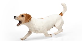 Un perro sano puede identificar olores enterrados o escondidos gracias a su olfato altamente desarrollado, razón por la que se usan en rescate y detección. Foto: Istock