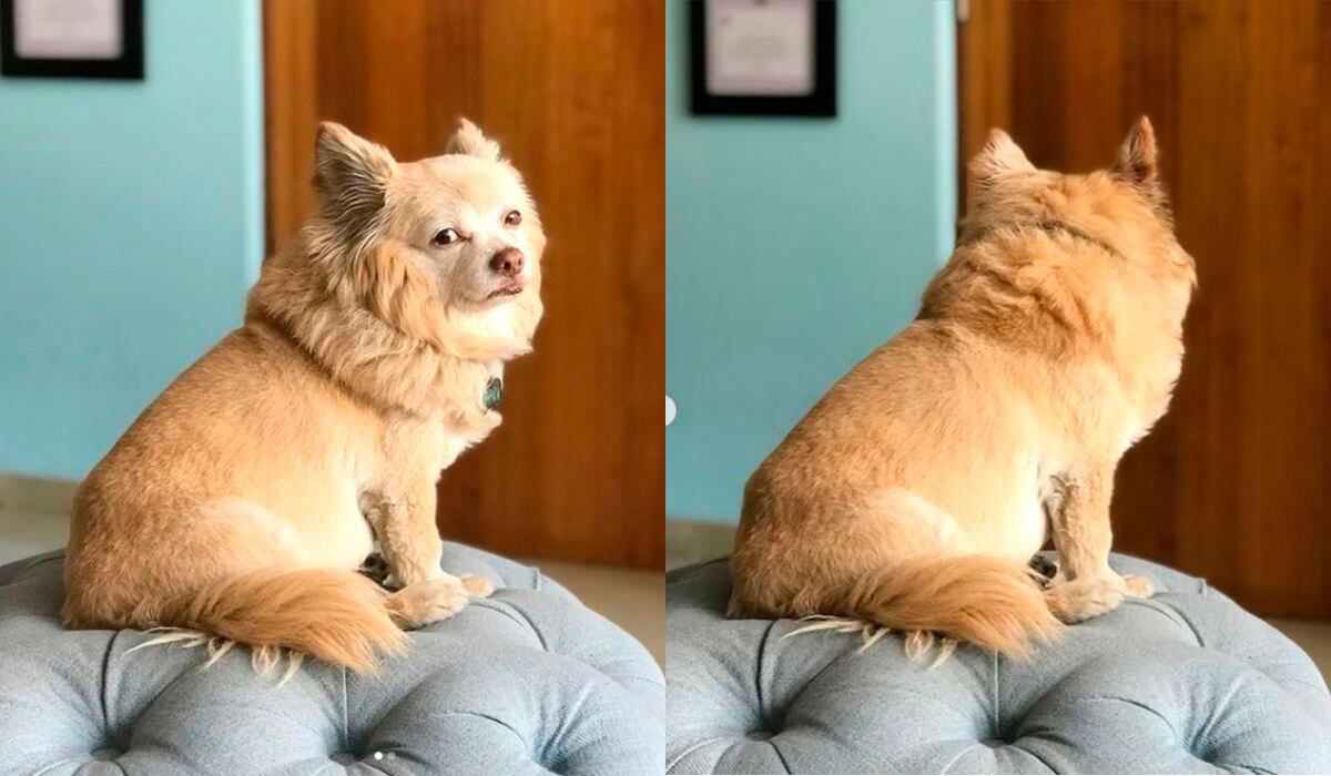 El par de fotos de Steewy, subidas por el novio de la influencer, que conmovió a sus seguidores. Aquí vemos al can esperando la llegada de su dueña, quien está detenida hace meses (Foto: YosStop / Instagram)