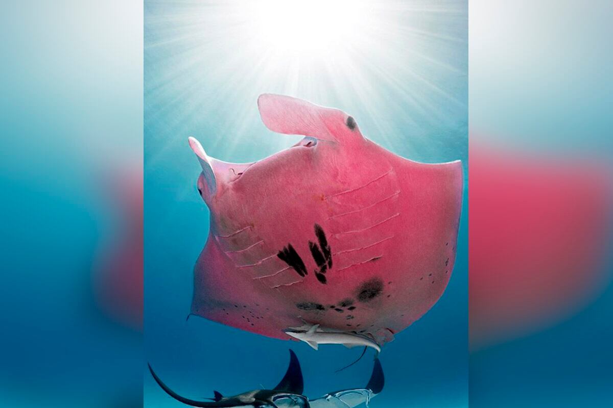 La mantarraya rosada es apodada como 'Inspector Clouseau' en la isla Lady Elliot en Australia. | Foto: Kristian Laine