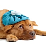 ¿Qué es la leptospirosis y cómo prevenirla en mascotas?