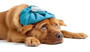 ¿Qué es la leptospirosis y cómo prevenirla en mascotas?