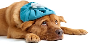 Evita que tu can beba de charcos, ríos o agua estancada y que coma pasto del parque. La deshidratación y la falta de apetito también son señales de alerta. Foto: Istock