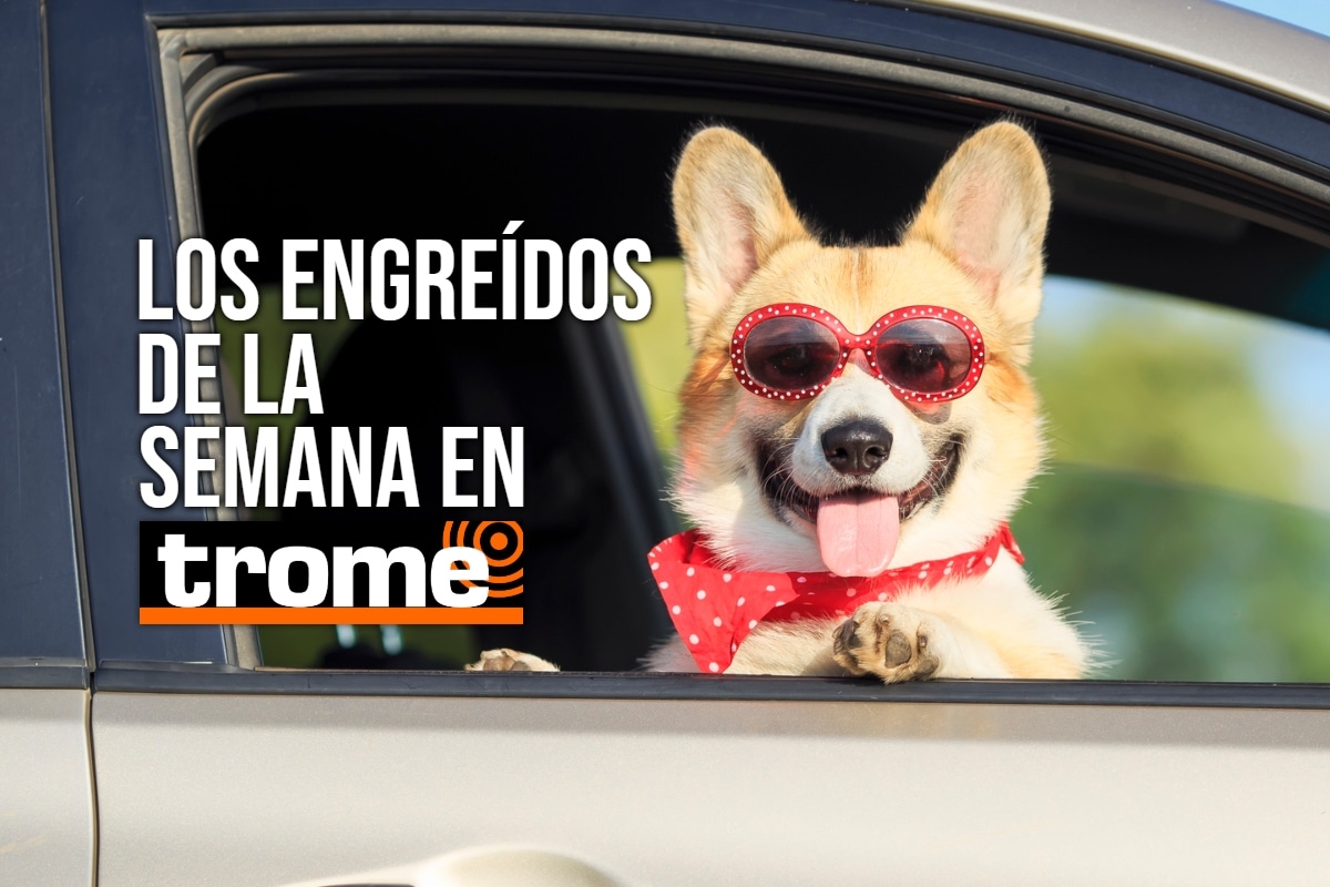 Conoce a las mascotitas que te llenarán de ternura esta semana. Foto: Istock.