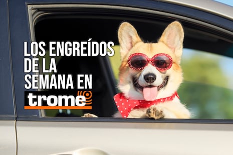 Los consentidos de Trome llegan con ternura, travesuras y mucha personalidad ¡Conócelos!