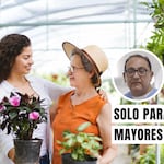 Jardinería en adultos mayores: un pasatiempo que ayuda al bienestar emocional