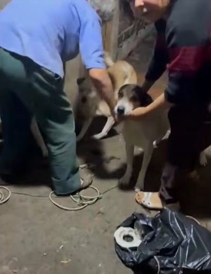 Dos mujeres mantenían en su vivienda a 31 perritos. (Latina)