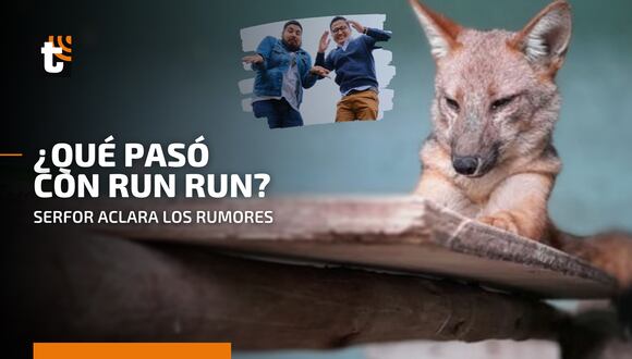 ¿Qué pasó con 'Run Run'?: Serfor desmiente muerte del zorro andino