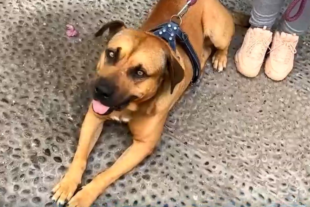 Vecinos de La Perla lograron salvar a perrito 'Sereno'. Foto: captura de Canal N.