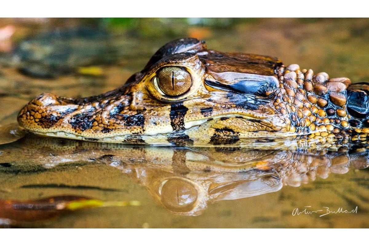 El caimán de anteojos es una de las especies que habita los ríos de la reserva. Foto: Arturo Bullard / RPP.