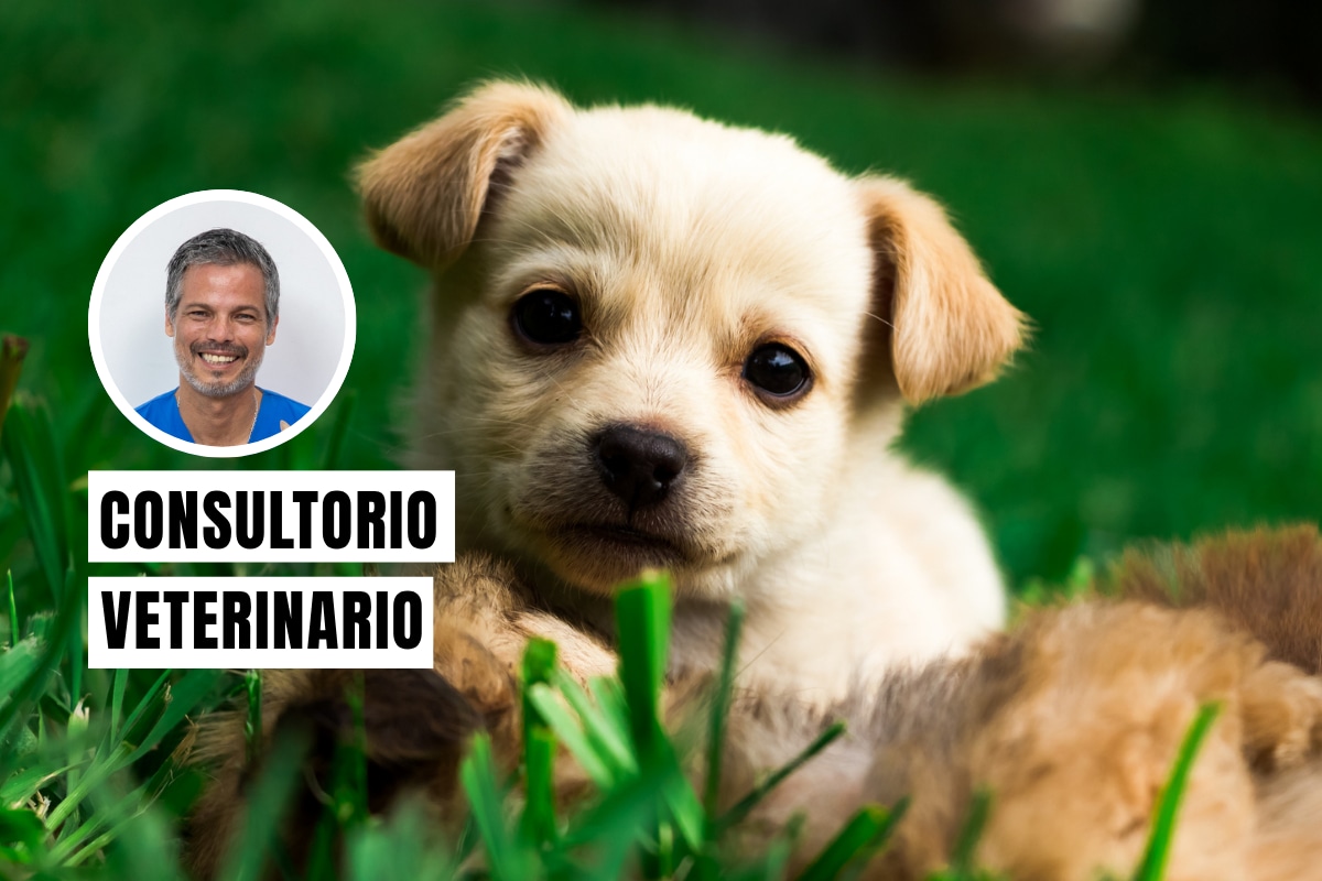 No separes al cachorro tan pronto de su madre por estos motivos. Foto: composición/Istock