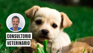 Por estas razones no debes separar tan pronto a un cachorro de su madre