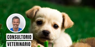 No separes al cachorro tan pronto de su madre por estos motivos. Foto: composición/Istock
