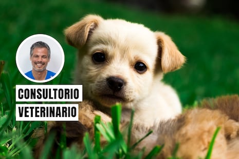 Por estas razones no debes separar tan pronto a un cachorro de su madre
