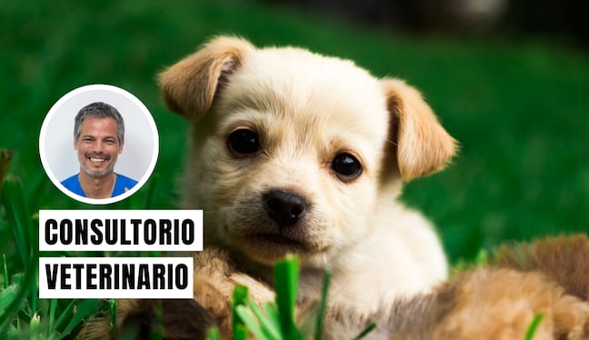 No separes al cachorro tan pronto de su madre por estos motivos. Foto: composición/Istock