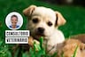 Por estas razones no debes separar tan pronto a un cachorro de su madre