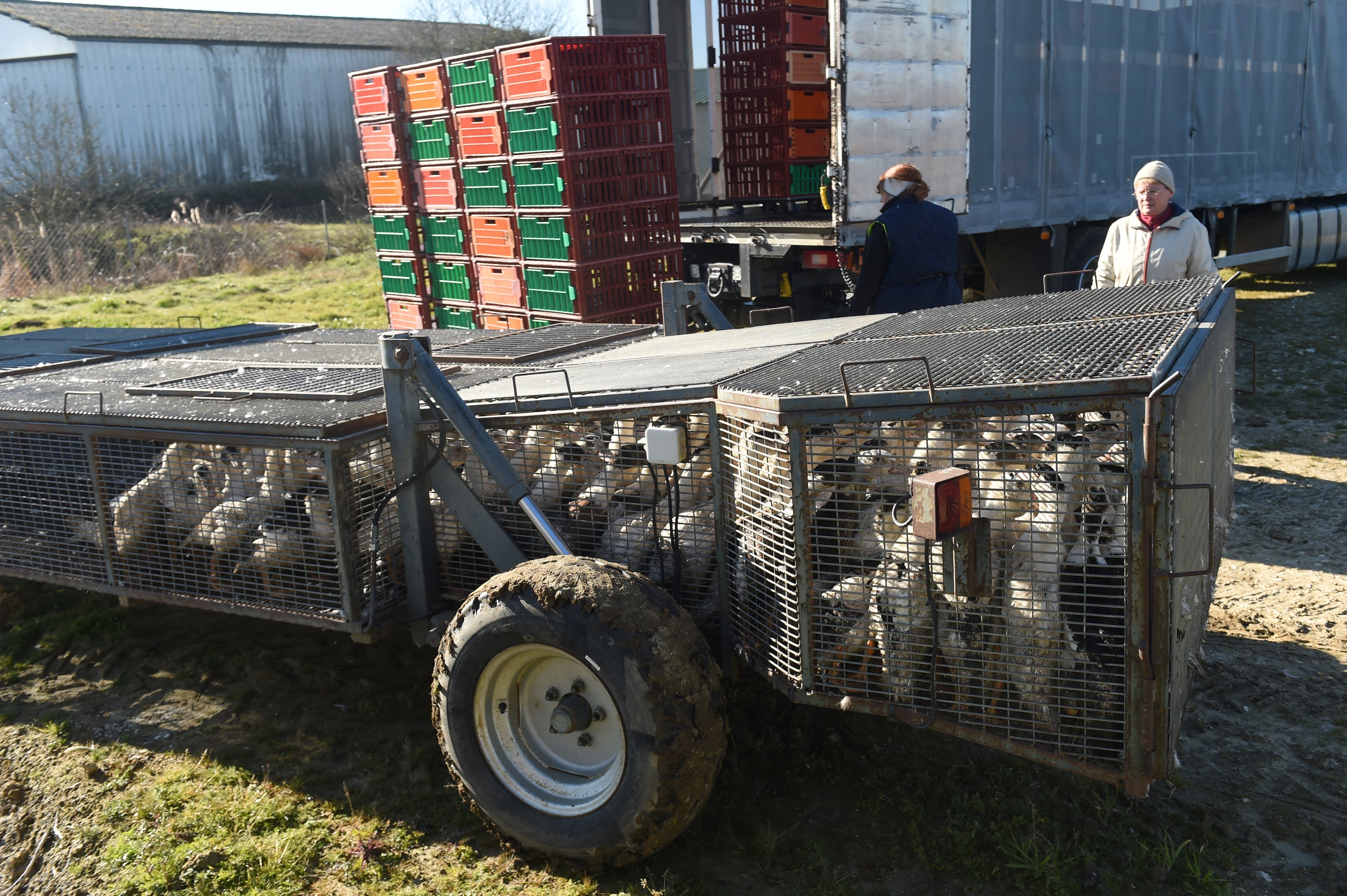 En esta foto, patos sacrificados debido al brote de gripe aviar que comenzó a fines de noviembre se colocan en una jaula para ser retirados de una granja en Lohitzun-Oyhercq, suroeste de Francia.(Foto de GAIZKA IROZ / AFP)
