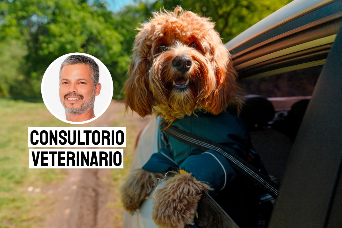 Consejos para viajar con tu mascota. Foto: composición/Istock