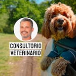 Cómo planificar un viaje seguro y feliz con tu mascota