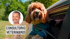 Cómo planificar un viaje seguro y feliz con tu mascota