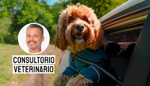 Cómo planificar un viaje seguro y feliz con tu mascota