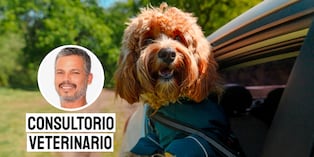 Consejos para viajar con tu mascota. Foto: composición/Istock